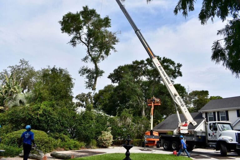 Tree Removal & Trimming in Orlando | Kevin’s Tree Service Crane-assisted tree removal with a crew member on the ground beside the work area