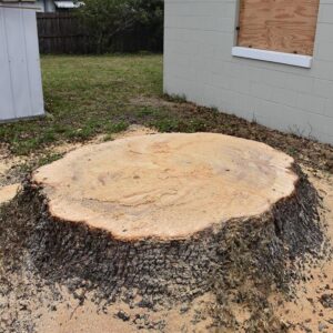 Stump Grinding Orlando