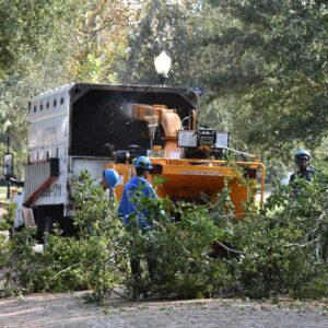 Tree removal Orlando