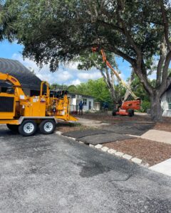 Tree Care Orlando