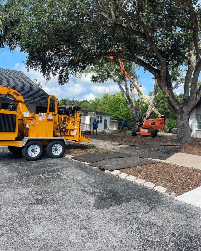 Climber in a bucket lift pruning a mature oak canopy, with chipper and ground mats below
