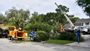 Crane Tree Removal Winter Springs