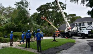 Tree Removal Orlando