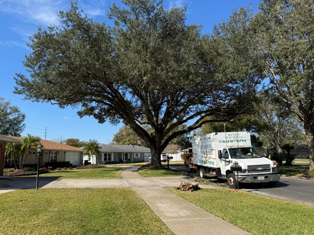 A broad, mature live oak in a front yard beside a sidewalk, with a Kevin’s Tree Service truck on the street