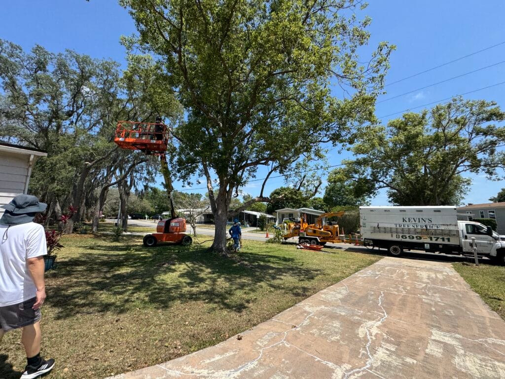 Tree Removal & Trimming in Orlando | Kevin’s Tree Service Kevin’s Tree Service crew trimming a large oak