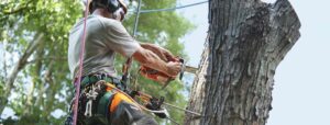 Arborist Using Saw