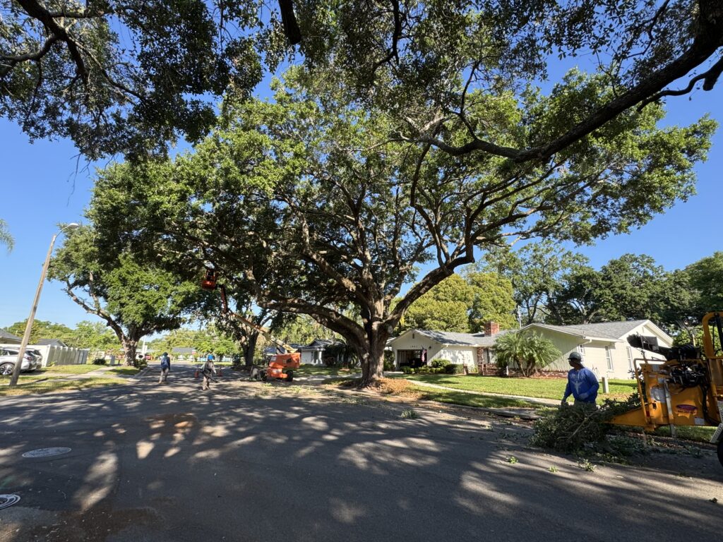 KTS crew trimming a large live oak over a residential street, with the chipper at the curb