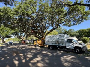 Tree trimming oviedo