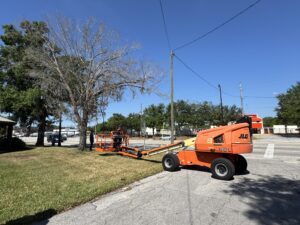 tree removal casselberry