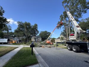 tree removal oviedo