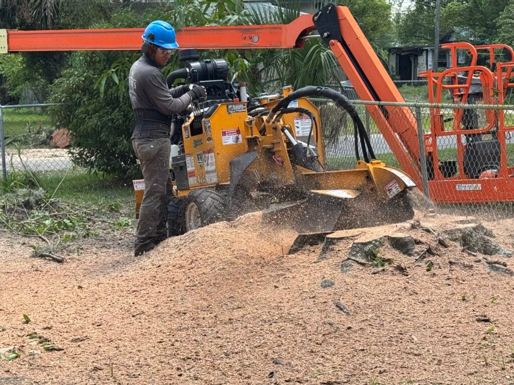 Tree Removal & Trimming in Orlando | Kevin’s Tree Service Kevin’s Tree Service operator running a stump grinder, with wood chips piling up around the stump