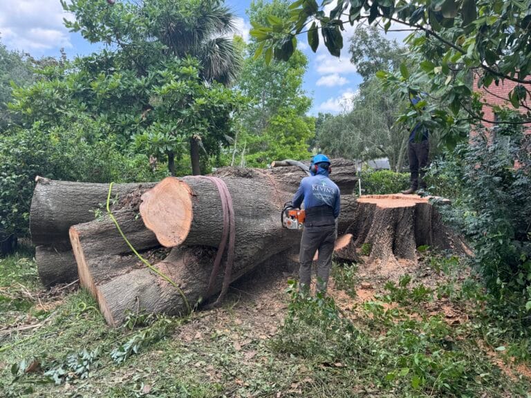 KTS crew member cutting large oak trunk sections on the ground after a removal