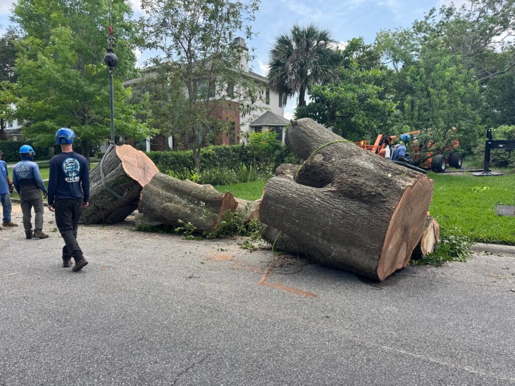 Tree Removal & Trimming in Orlando | Kevin’s Tree Service KTS crew beside large oak trunk sections set down at the curb after a tree removal