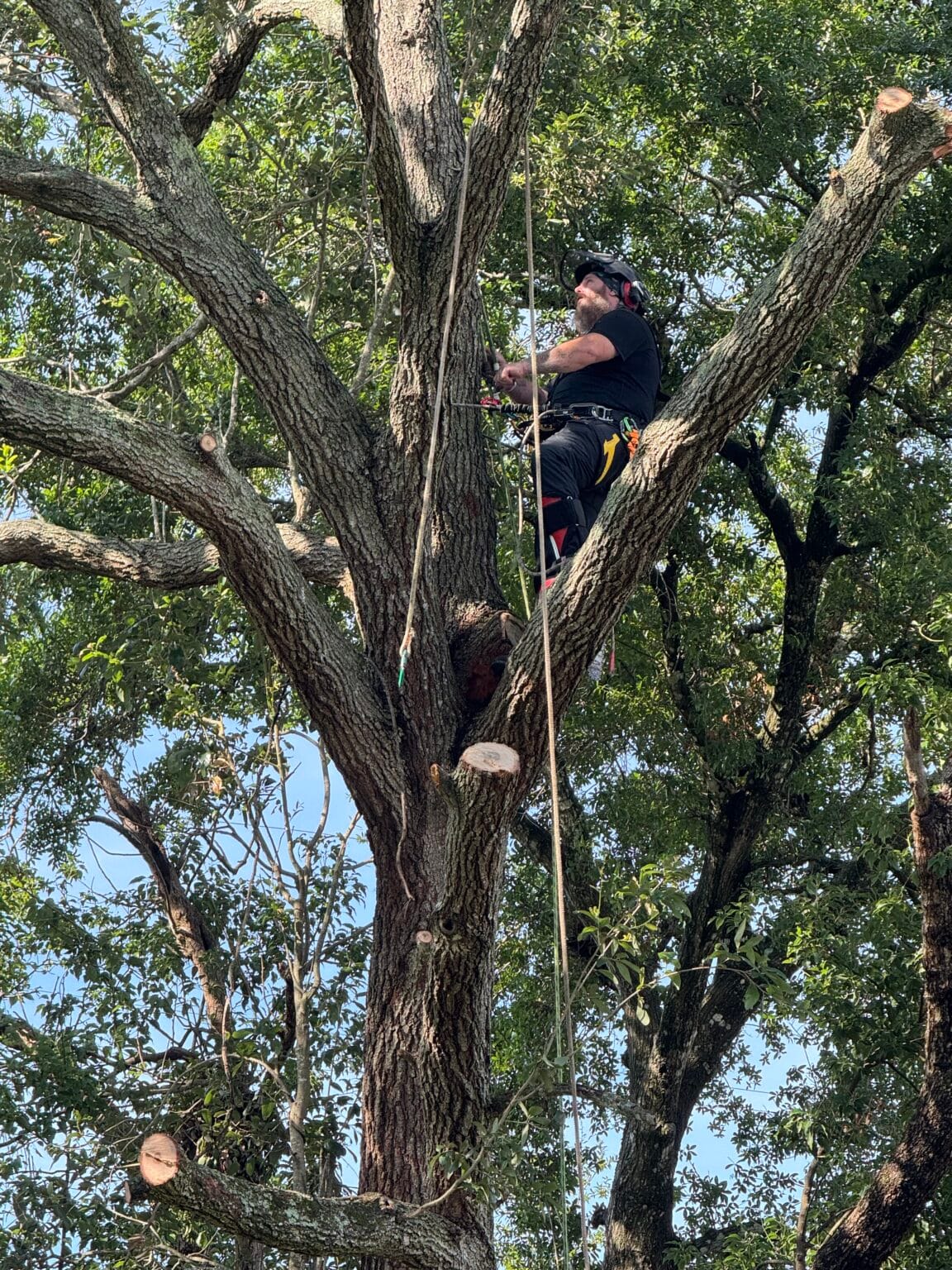A Kevin’s Tree Service climber roped in high in the canopy of a mature tree