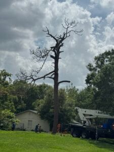 tree removal oviedo