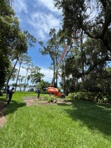 pine tree removal longwood