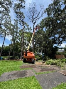 pine tree removal longwood