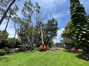 pine tree removal longwood