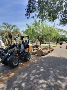 tree removal oviedo