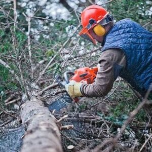 Kevin’s Tree Service performing expert tree trimming in Orlando, FL