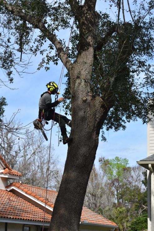 Tree climber performing professional tree trimming