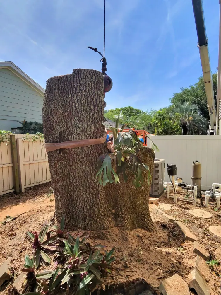 Orlando arborists using rigging to lower tree sections safely