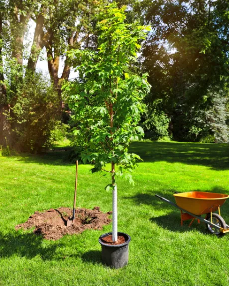 Planting a maple tree in an Orlando backyard—root flare set at grade with a clean mulch ring