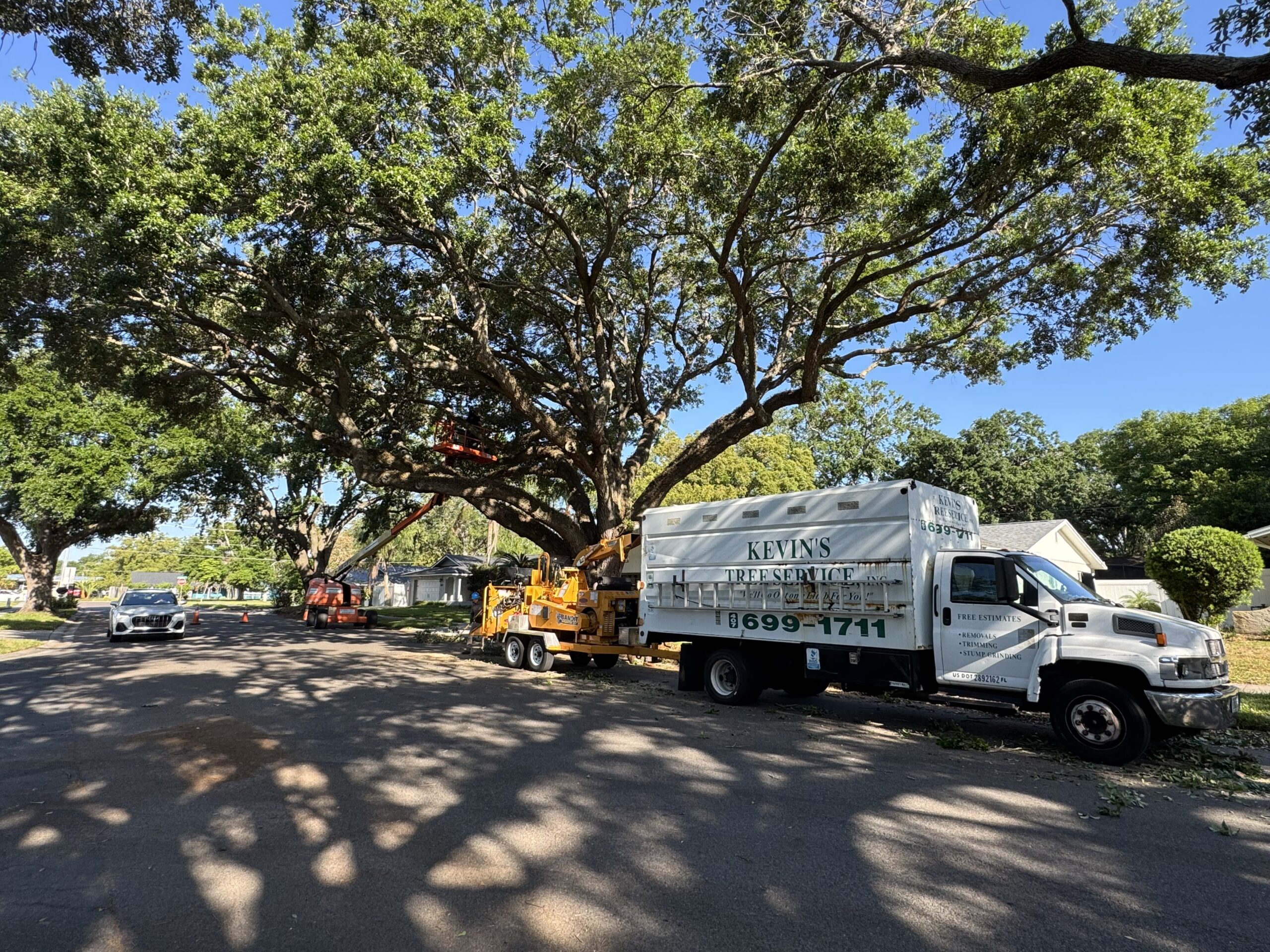 Certified arborist thinning a live oak canopy in Orlando, Florida