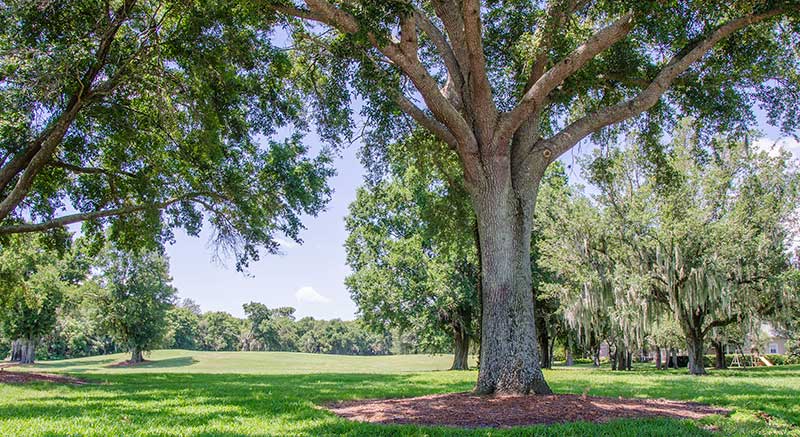 Arborist performing tree trimming in Orlando, FL