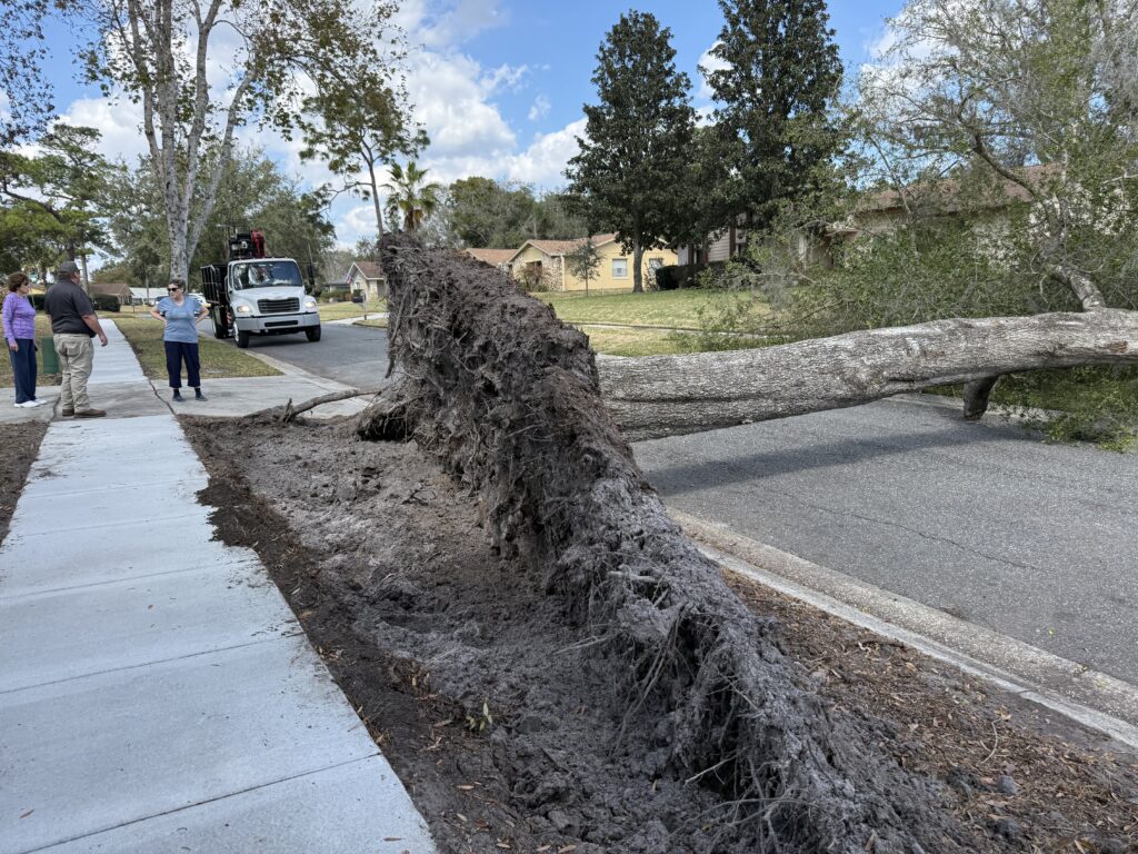 An uprooted tree lying across a sidewalk and into the street, with its root plate torn out of the ground