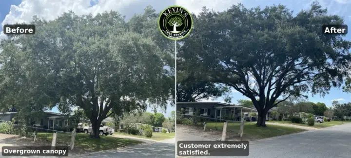 Tree Removal & Trimming in Orlando | Kevin’s Tree Service Before and after photo of an overgrown live oak trimmed for clearance and balance