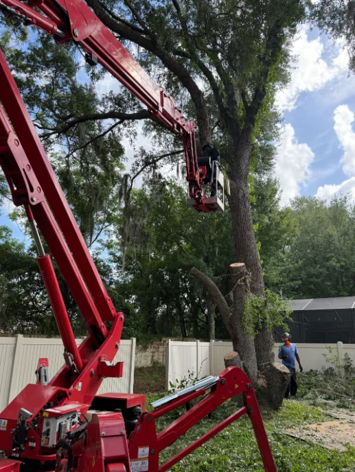 Tree Removal & Trimming in Orlando | Kevin’s Tree Service KTS red spider lift set up in a fenced backyard beside a large oak