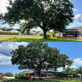 Tree trimming services — ANSI A300 canopy thinning with full debris haul-away