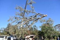 Tree Removal & Trimming in Orlando | Kevin’s Tree Service Tree Removal & Trimming in Orlando | Kevin’s Tree Service