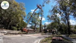 Tree Removal & Trimming in Orlando | Kevin’s Tree Service Tree Removal & Trimming in Orlando | Kevin’s Tree Service
