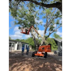 Tree Removal & Trimming in Orlando | Kevin’s Tree Service Tree Removal & Trimming in Orlando | Kevin’s Tree Service