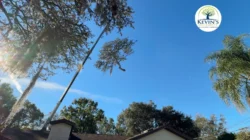 Tree Removal & Trimming in Orlando | Kevin’s Tree Service Tree Removal & Trimming in Orlando | Kevin’s Tree Service
