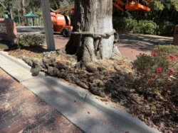 Tree Removal & Trimming in Orlando | Kevin’s Tree Service Tree Removal & Trimming in Orlando | Kevin’s Tree Service