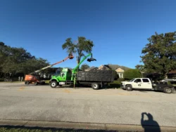 Tree Removal & Trimming in Orlando | Kevin’s Tree Service Tree Removal & Trimming in Orlando | Kevin’s Tree Service
