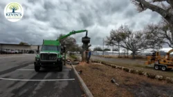 Tree Removal & Trimming in Orlando | Kevin’s Tree Service Tree Removal & Trimming in Orlando | Kevin’s Tree Service