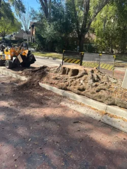 Tree Removal & Trimming in Orlando | Kevin’s Tree Service Tree Removal & Trimming in Orlando | Kevin’s Tree Service