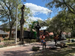 Tree Removal & Trimming in Orlando | Kevin’s Tree Service Tree Removal & Trimming in Orlando | Kevin’s Tree Service