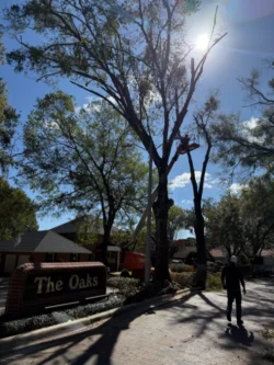 Tree Removal & Trimming in Orlando | Kevin’s Tree Service Tree Removal & Trimming in Orlando | Kevin’s Tree Service