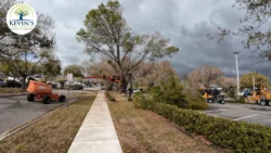 Tree Removal & Trimming in Orlando | Kevin’s Tree Service Tree Removal & Trimming in Orlando | Kevin’s Tree Service
