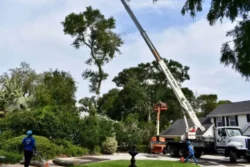 Tree Removal & Trimming in Orlando | Kevin’s Tree Service Tree Removal & Trimming in Orlando | Kevin’s Tree Service