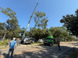 Tree Removal & Trimming in Orlando | Kevin’s Tree Service Tree Removal & Trimming in Orlando | Kevin’s Tree Service