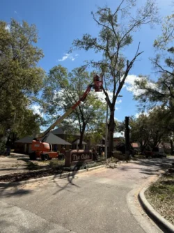 Tree Removal & Trimming in Orlando | Kevin’s Tree Service Tree Removal & Trimming in Orlando | Kevin’s Tree Service