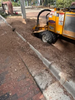 Tree Removal & Trimming in Orlando | Kevin’s Tree Service Tree Removal & Trimming in Orlando | Kevin’s Tree Service