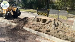 Tree Removal & Trimming in Orlando | Kevin’s Tree Service Tree Removal & Trimming in Orlando | Kevin’s Tree Service