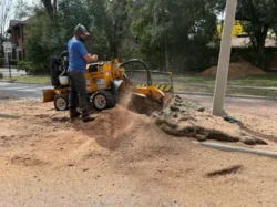 Tree Removal & Trimming in Orlando | Kevin’s Tree Service Tree Removal & Trimming in Orlando | Kevin’s Tree Service